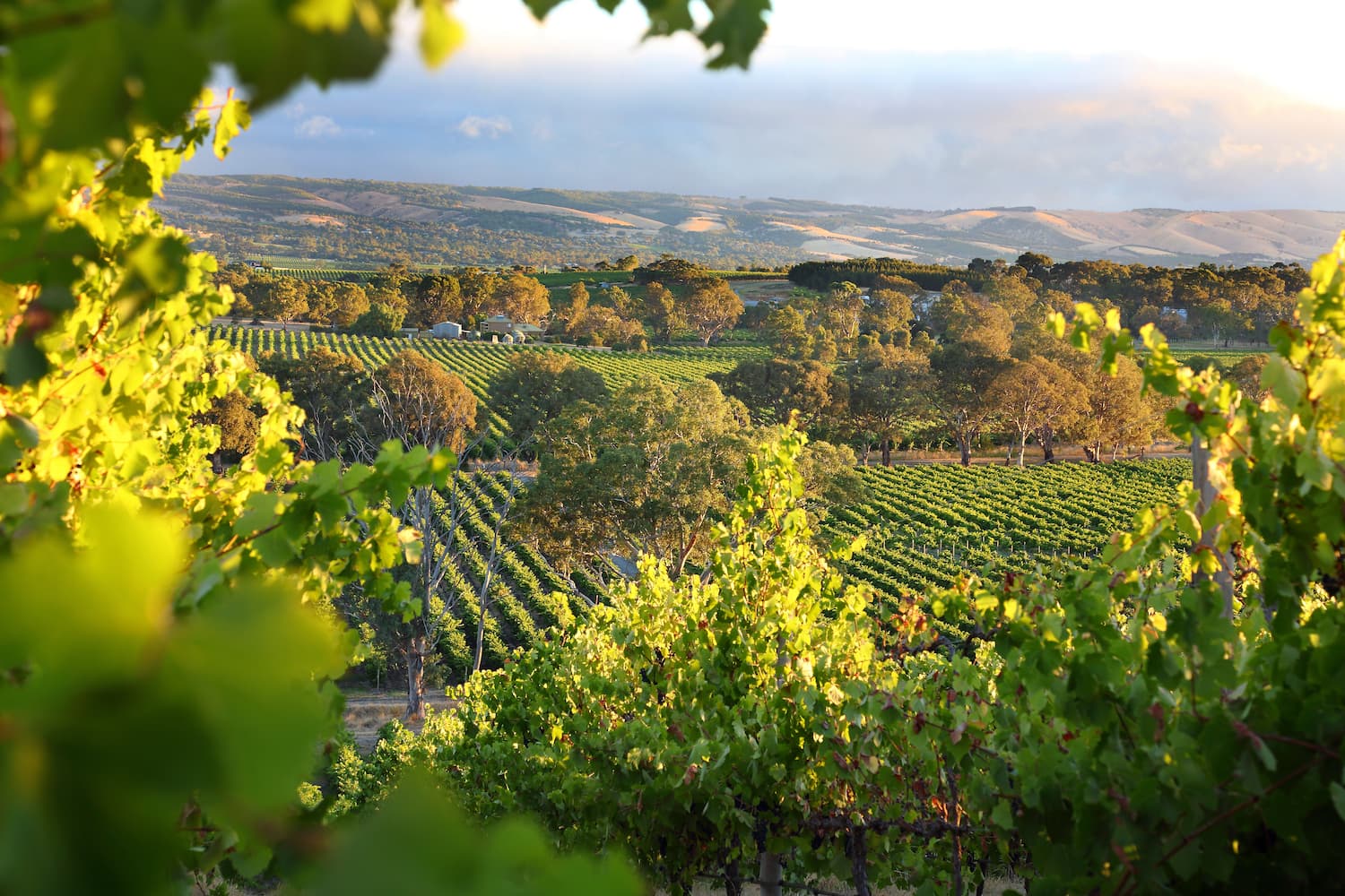 Fleurieu Peninsula region