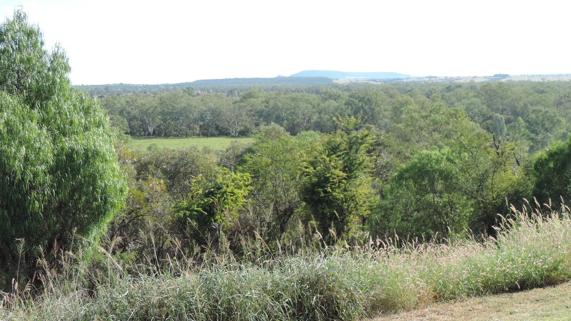 Taroom