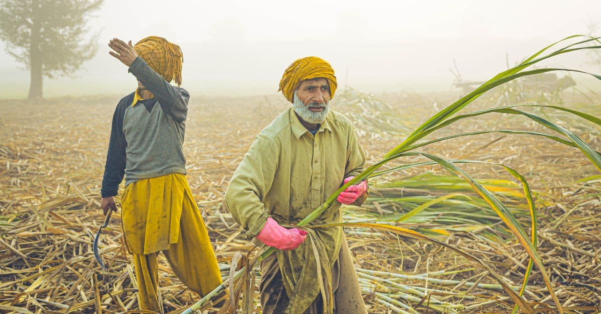 Farm Labour
