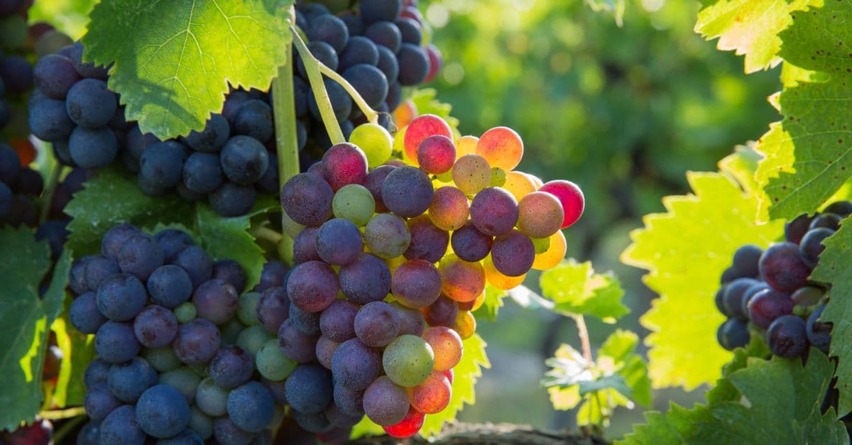 Winery & Viticulture